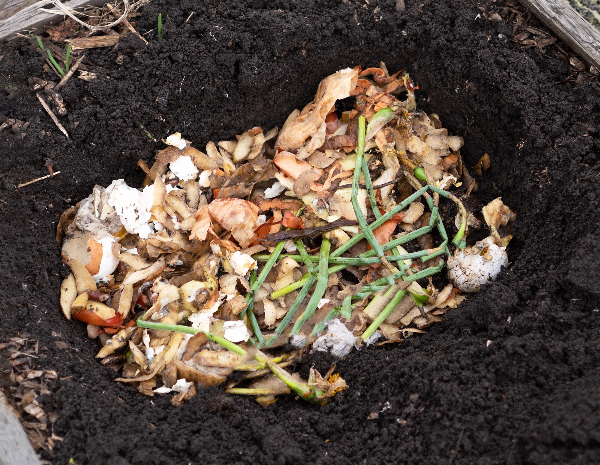 A pit dug in the garden with the food scraps dumped into the center.